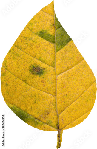 Close-up of dry yellow leaf