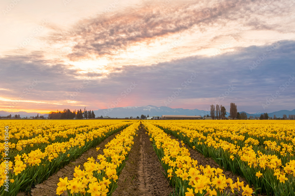 Blooming Daffodil Fields in the Skagit Valley, Washington. Blossoming