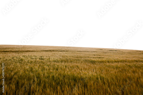 Idyllic view of grassy field