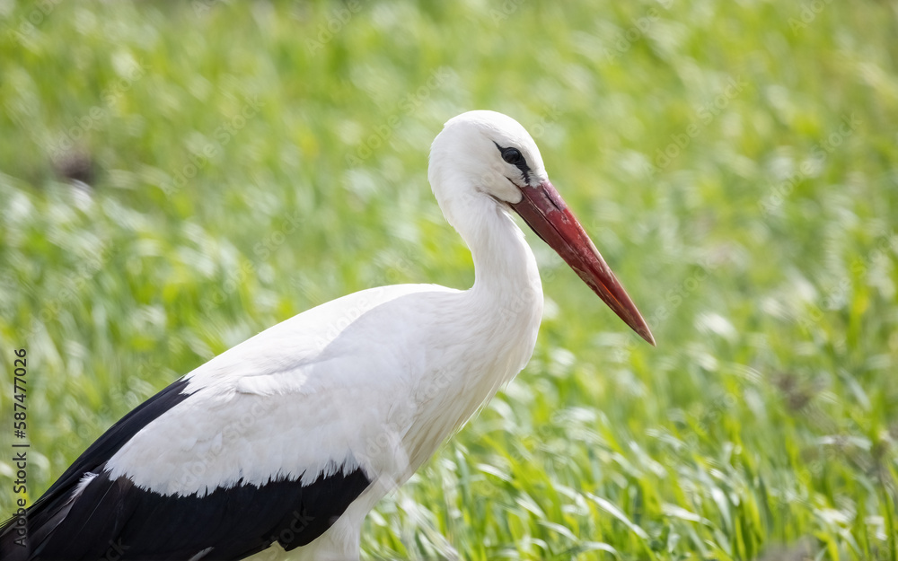 European White stork Ciconia Ciconia on the breeding season in the field close-up portrait European White stork Ciconia Ciconia on the breeding season in the field close-up portrait