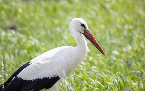 European White stork Ciconia Ciconia on the breeding season in the field close-up portrait