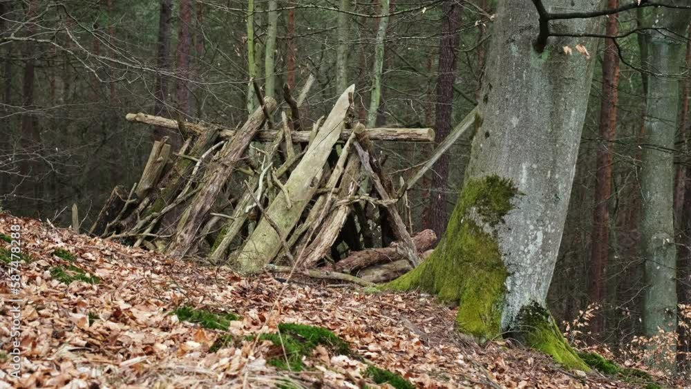 Mysterious Forest Shelter Hut Built with Branches and Sticks Mysterious Forest Shelter Hut Built with Branches and Sticks