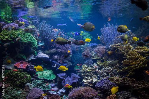 Underwater scene. Underwater world. Underwater life landscape.