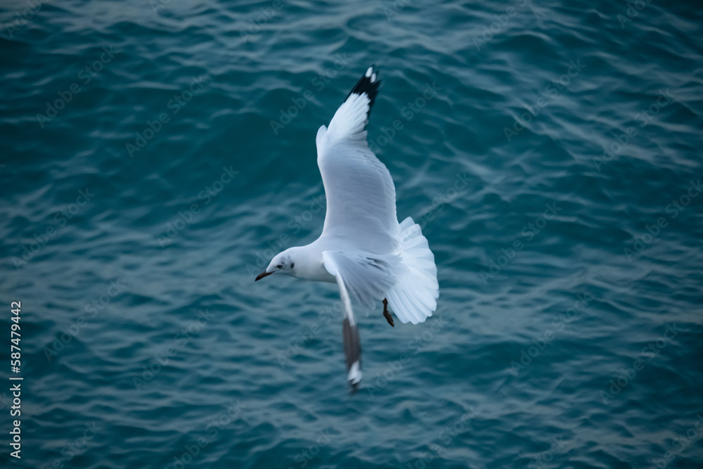 Flying seagull in blue sea at Saint Martin island, Bangladesh, Flying birds.