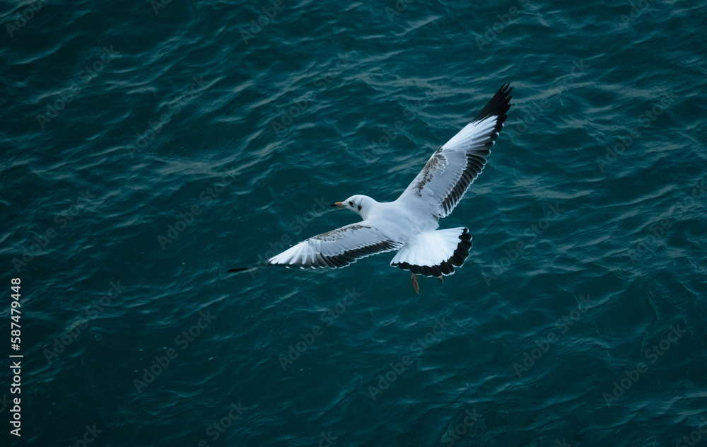 Flying seagull in blue sea at Saint Martin island, Bangladesh, Flying birds. Flying seagull in blue sea at Saint Martin island, Bangladesh, Flying birds.