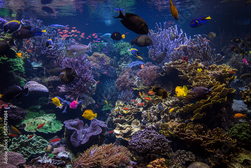 Underwater scene. Underwater world. Underwater life landscape.