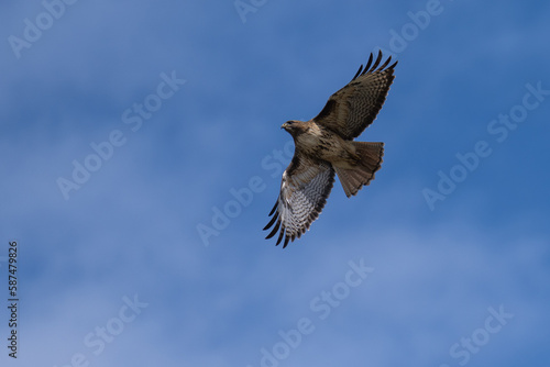 Red-tail hawk flying in flight