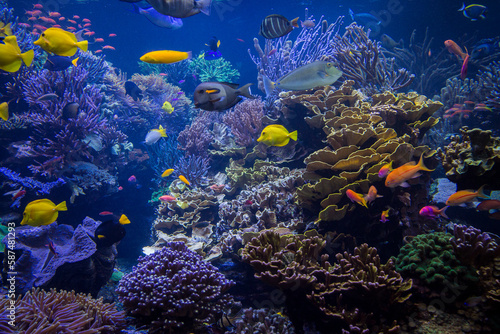 Underwater scene. Underwater world. Underwater life landscape. © Jayson