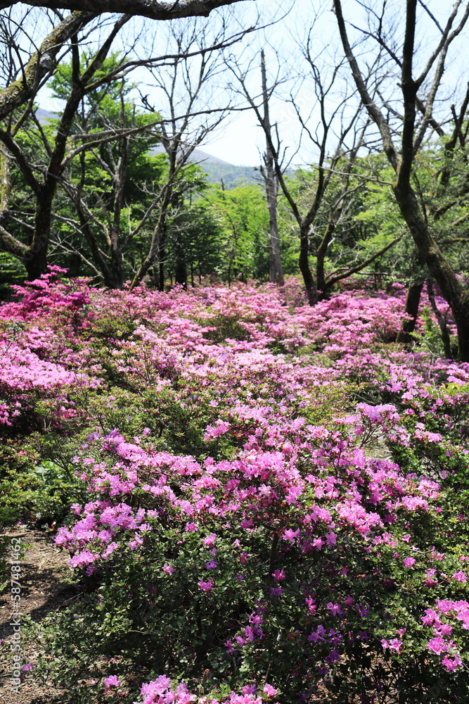 山に続く鹿ヶ原のツツジ