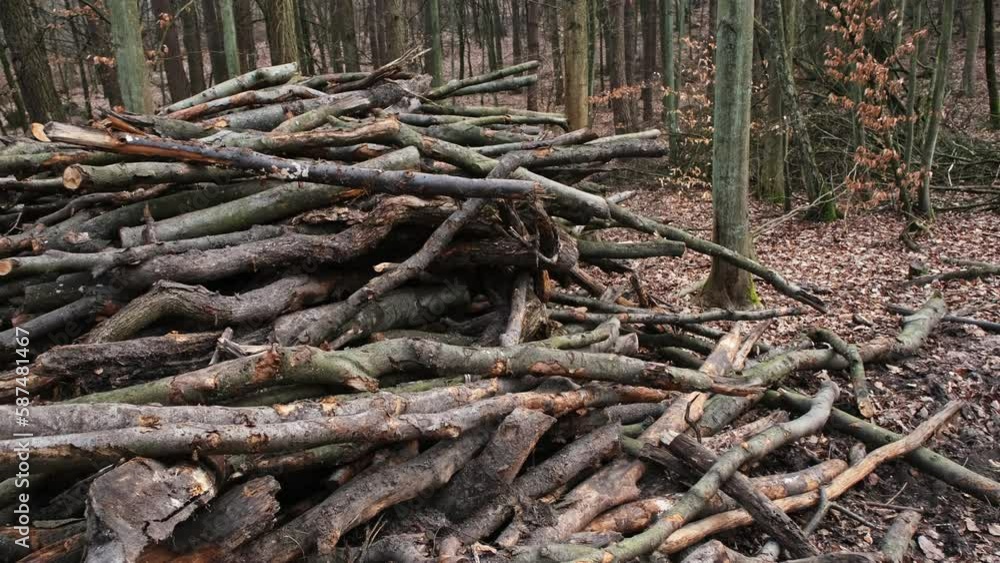 Broken Tree Branches and Wood Shavings Scobs in Forest Destroyed by Lumberjack Industrial Deforestation Clearance Site Broken Tree Branches and Wood Shavings Scobs in Forest Destroyed by Lumberjack Industrial Deforestation Clearance Site