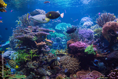Fototapeta Naklejka Na Ścianę i Meble -  Underwater scene. Underwater world. Underwater life landscape.