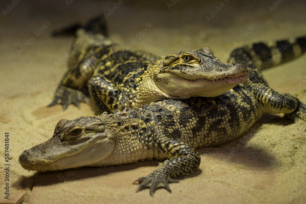 Naklejka premium Crocodiles are large aquatic reptiles that live throughout the tropics in Africa, Asia, the Americas and Australia.