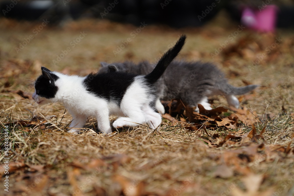 Baby kittens play outside during the early spring.