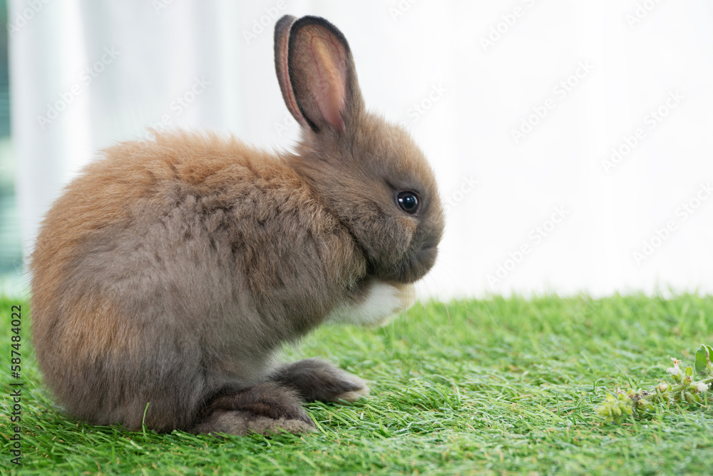 Fluffy little rabbit bunny standing on own leg green grass in spring summer background. Infant dwarf bunny brown white rabbit playful on lawn with white background. Cute animal furry pet concept. Fluffy little rabbit bunny standing on own leg green grass in spring summer background. Infant dwarf bunny brown white rabbit playful on lawn with white background. Cute animal furry pet concept.