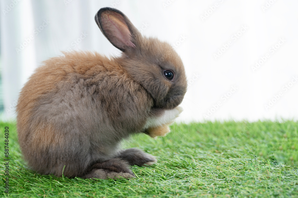 Fluffy little rabbit bunny standing on own leg green grass in spring summer background. Infant dwarf bunny brown white rabbit playful on lawn with white background. Cute animal furry pet concept. Fluffy little rabbit bunny standing on own leg green grass in spring summer background. Infant dwarf bunny brown white rabbit playful on lawn with white background. Cute animal furry pet concept.