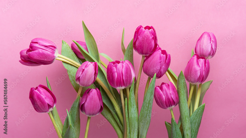 Fototapeta premium Pink tulips with green leaves on a pink background Isolate