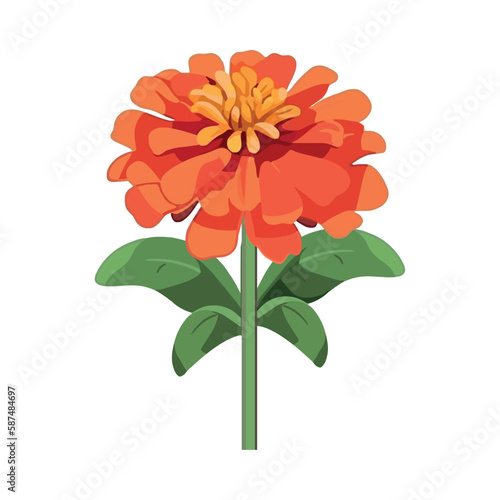 flower petals isolated on white background