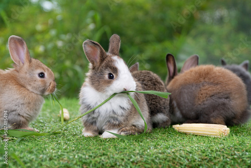 Принти на полотні Adorable baby rabbit bunny brown eating fresh timothy grass while sitting on green grass over bokeh nature background