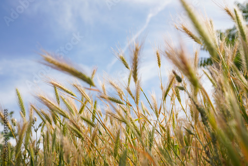 Close-Up Of a wheat field
