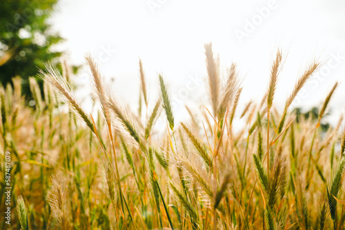 Close-Up Of a wheat field