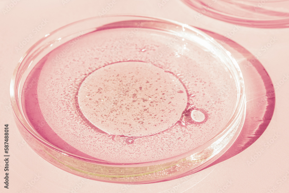 Petri dish. Petri's cup with liquid. Chemical elements, oil, cosmetics. Gel, water, molecules, viruses. Close-up. On a pink background. Petri dish. Petri's cup with liquid. Chemical elements, oil, cosmetics. Gel, water, molecules, viruses. Close-up. On a pink background.