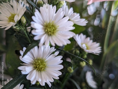 white chrysanthemum flower