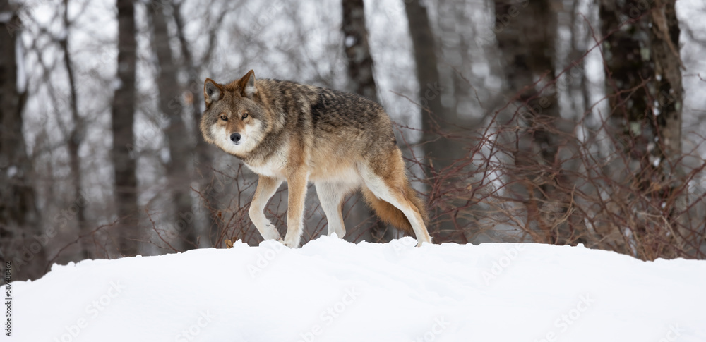 Naklejka premium Majestic Coyote in Winter Landscape, A Stunning Wildlife Portrait with Eye Contact. Wildlife photography. 