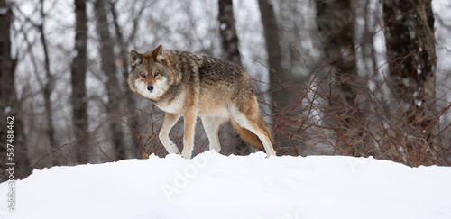 Majestic Coyote in Winter Landscape  A Stunning Wildlife Portrait with Eye Contact.  Wildlife photography. 