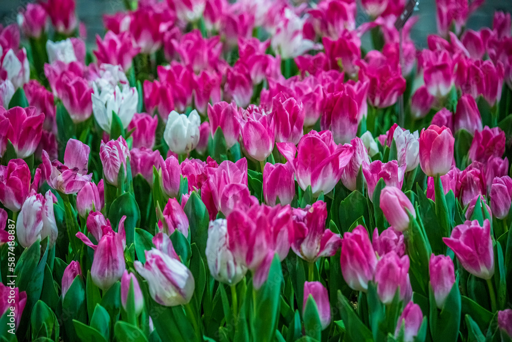 field of pink tulips field of pink tulips