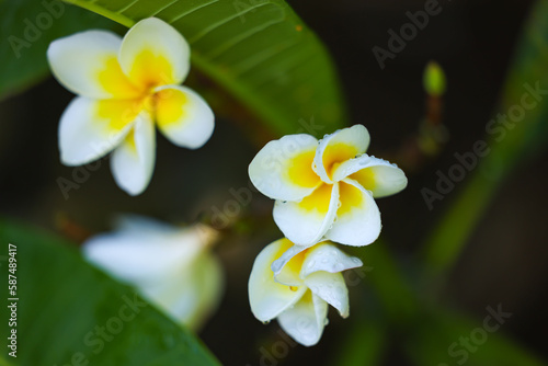 Frangipani flowers yellow and white. Tropical garden in summer.