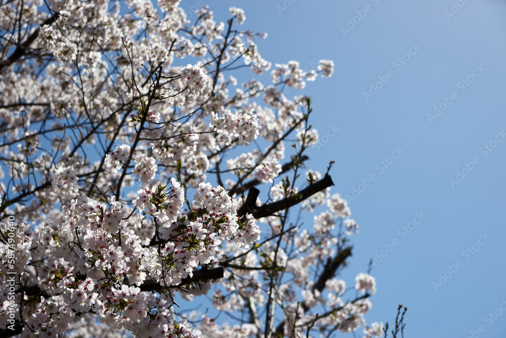 桜・満開・青空・春・日本・快晴