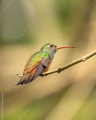hummingbird perched on a tree branch