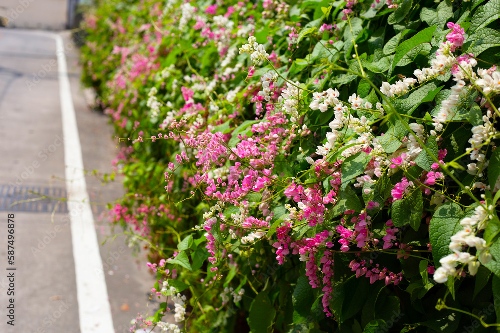 Mexican creeper, Chain of love flower, Coral vine.