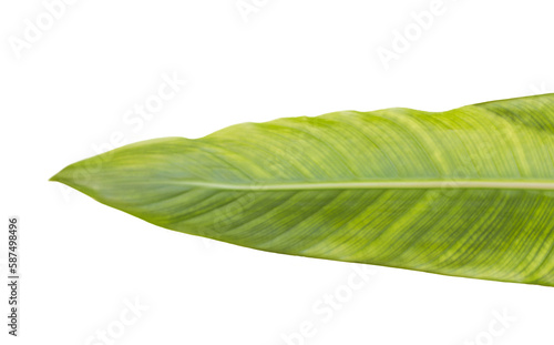 Close-up of patterned leaf 