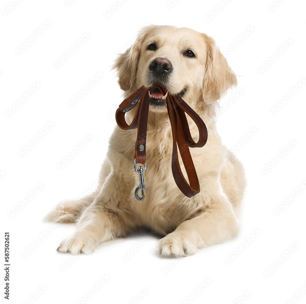 Dog holding store leash