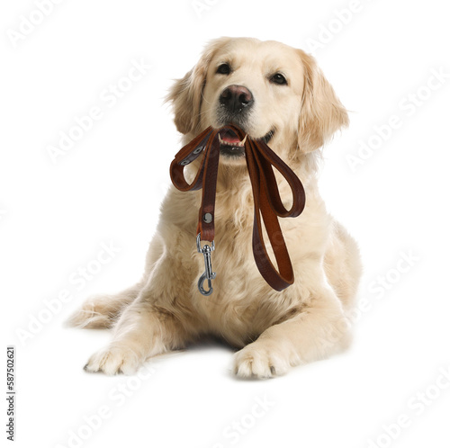 Photo Adorable Golden Retriever dog holding leash in mouth on white background