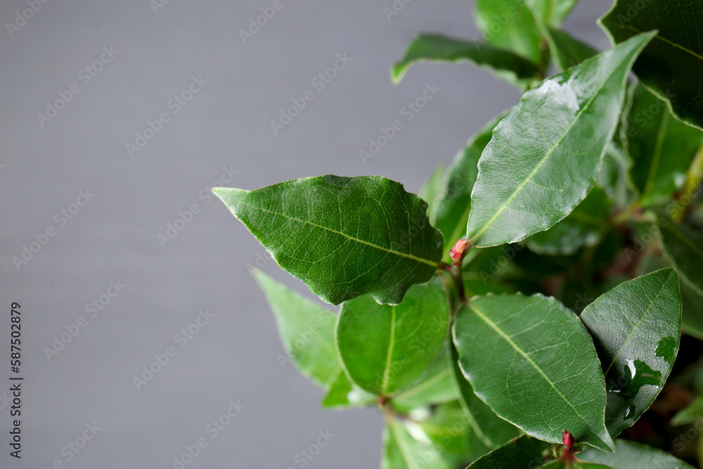 Bay tree with green leaves growing on grey background, closeup. Space for text Bay tree with green leaves growing on grey background, closeup. Space for text