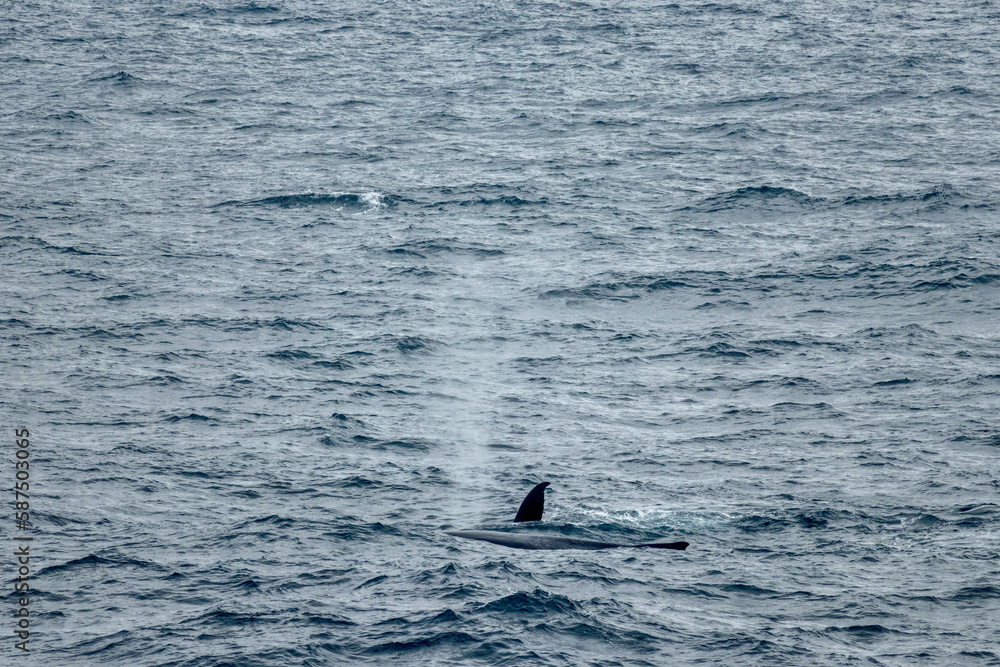 Fototapeta premium Fin Whale spouting near Elephant Island in Antarctica