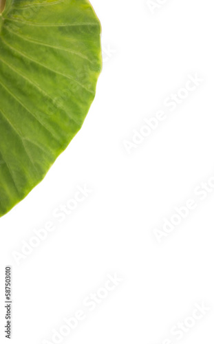 Patterned plant leaf 