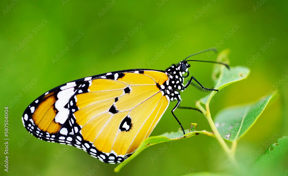 Naklejka premium butterfly on a flower