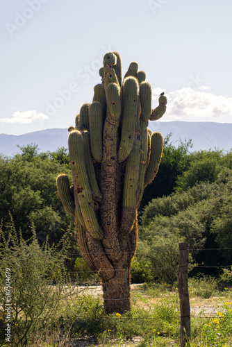 Big cactus © Lucas