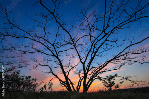 silhouette of tree at sunsets 