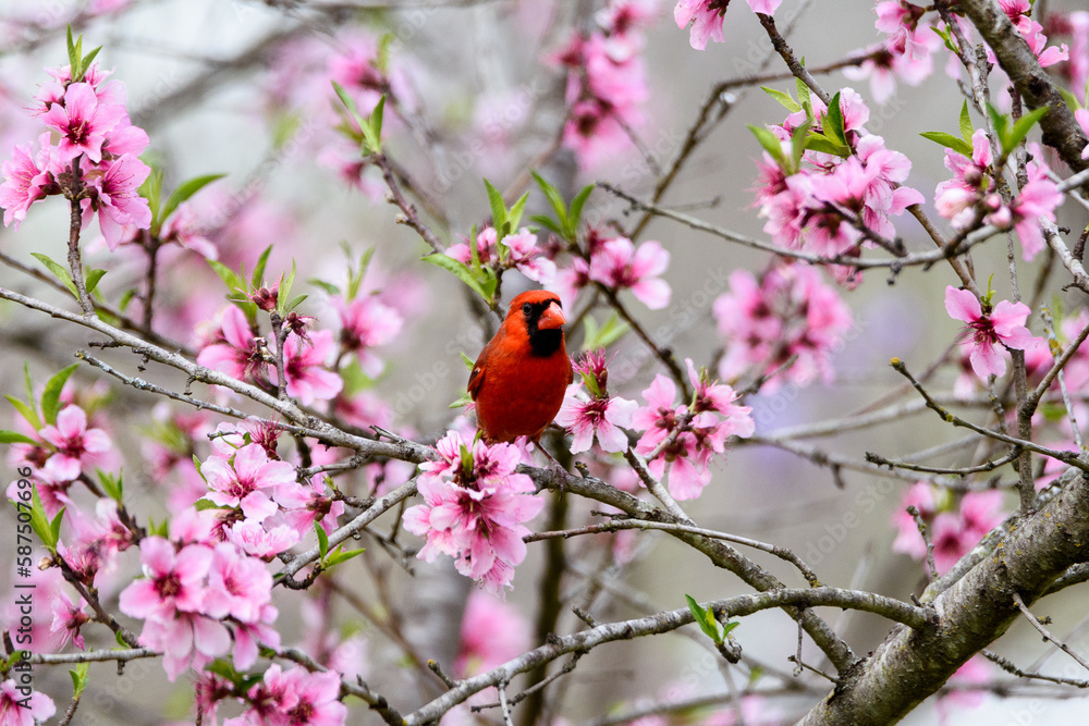 Male Cardinal Perched In Peachtree With Pink Blooms-5222 Male Cardinal Perched In Peachtree With Pink Blooms-5222