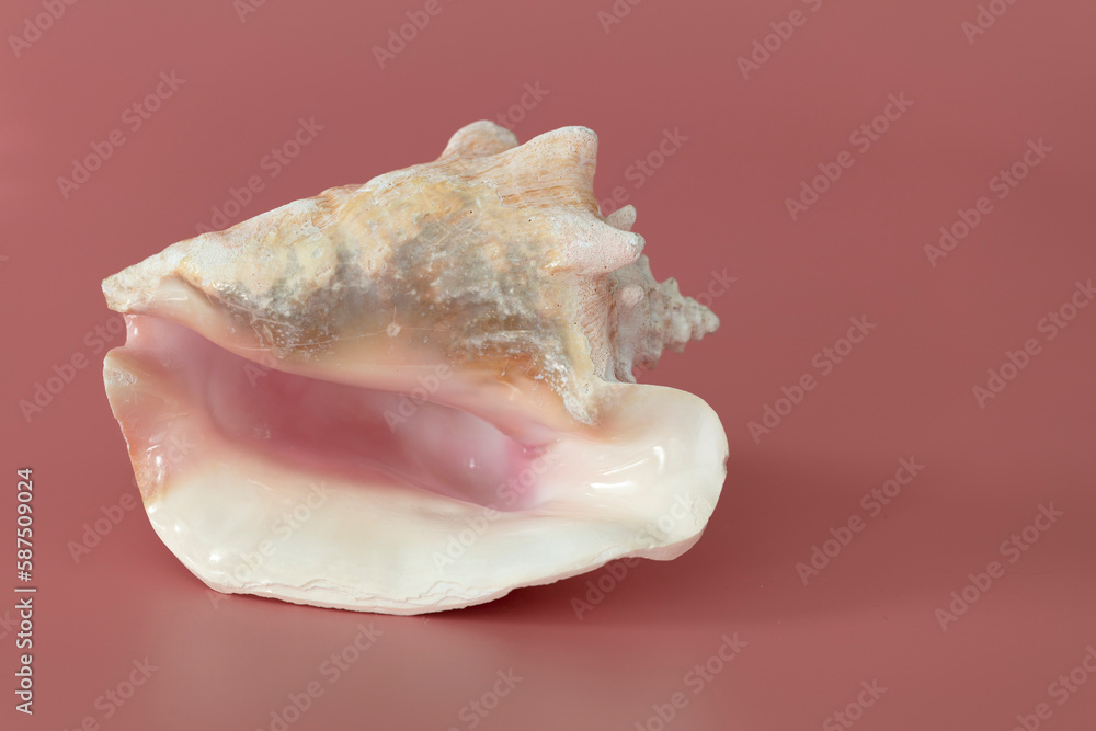 Nautilus shell of sea isolate on pink background. Nautilus shell of sea isolate on pink background.
