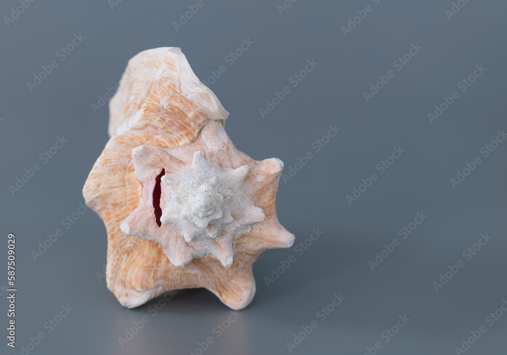 Nautilus shell of sea isolate on grey background. Nautilus shell of sea isolate on grey background.