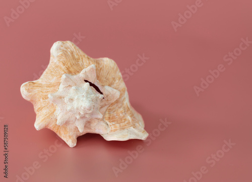 Nautilus shell of sea isolate on pink background.