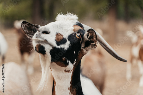 Goat on a farm