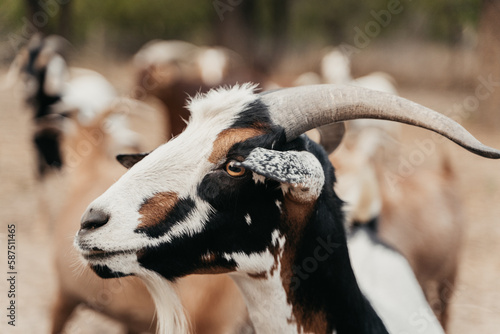 Portrait of a goat