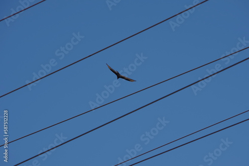Black vulture flying above electric power lines