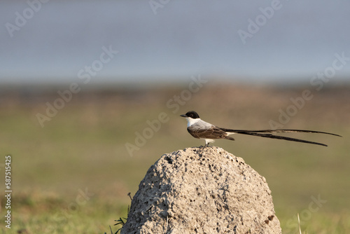  Tijereta sabanera o Tryrannus savana en Llanos Colombianos photo